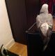 African Grey Parrot Birds for sale in Vancouver, BC, Canada. price: $500
