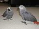 African Grey Parrot Birds for sale in Austin, TX, USA. price: $500