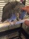 African Grey Parrot Birds for sale in Hollywood, FL, USA. price: $500