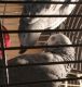 African Grey Parrot Birds for sale in Beaumont, TX, USA. price: NA