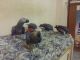 African Grey Parrot Birds for sale in Cape Town, South Africa. price: 4000 ZAR