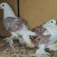 African Grey Parrot Birds for sale in Ohio Dr, Plano, TX, USA. price: NA
