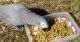 African Grey Parrot Birds for sale in OR-35, Oregon, USA. price: $900