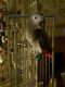 African Grey Parrot Birds for sale in Agua Dulce, CA 91390, USA. price: NA