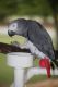 African Grey Parrot Birds for sale in Tiko, Cameroon. price: 250 XAF