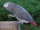 African Grey Parrot Birds for sale in Walnut, CA, USA. price: NA