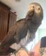 African Grey Parrot Birds for sale in Idaho Falls, ID, USA. price: NA