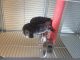 African Grey Parrot Birds for sale in Rochester, NY, USA. price: NA