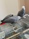 African Grey Parrot Birds for sale in Santa Barbara, CA 93101, USA. price: NA