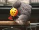 African Grey Parrot Birds for sale in Campus Drive, Stanford, CA 94305, USA. price: NA