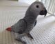 African Grey Parrot Birds for sale in Nashville, TN 37203, USA. price: NA