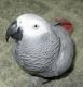 African Grey Parrot Birds for sale in MD-355, Bethesda, MD, USA. price: $300
