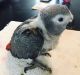 African Grey Parrot Birds for sale in Maryland Dr, Sidney, BC V8L, Canada. price: $60