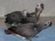 African Grey Parrot Birds for sale in MD-355, Bethesda, MD, USA. price: $300