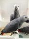 African Grey Parrot Birds for sale in Richmond, VA, USA. price: $400