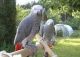 African Grey Parrot Birds for sale in Richmond, VA, USA. price: $400