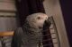 African Grey Parrot Birds for sale in Escondido, CA, USA. price: NA