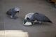 African Grey Parrot Birds for sale in Jacksonville Beach, FL, USA. price: NA