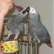 African Grey Parrot Birds for sale in Spartanburg School District 03, SC, USA. price: NA