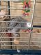 African Grey Parrot Birds for sale in New York Life Insurance Building, Chicago, IL 60602, USA. price: $400