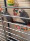 African Grey Parrot Birds for sale in New York Life Insurance Building, Chicago, IL 60602, USA. price: $400