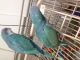 African Grey Parrot Birds for sale in Kansas City, KS, USA. price: $200