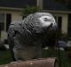 African Grey Parrot Birds for sale in Illinois Ave, Long Beach, NY 11561, USA. price: $300
