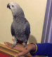 African Grey Parrot Birds for sale in Mt Juliet, TN, USA. price: NA
