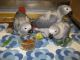 African Grey Parrot Birds for sale in Mt Juliet, TN, USA. price: NA