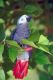 African Grey Parrot Birds for sale in Pasadena, CA 91105, USA. price: NA
