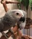 African Grey Parrot Birds for sale in Jacksonville, FL 32256, USA. price: NA