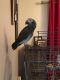 African Grey Parrot Birds for sale in North Arlington, NJ, USA. price: NA