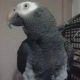 African Grey Parrot Birds for sale in North Arlington, NJ, USA. price: NA
