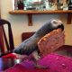 African Grey Parrot Birds for sale in Lewes, DE 19958, USA. price: NA