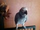 African Grey Parrot Birds for sale in Lewes, DE 19958, USA. price: NA