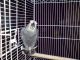 African Grey Parrot Birds for sale in Allentown, PA, USA. price: NA