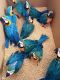 African Grey Parrot Birds for sale in Allentown, PA, USA. price: NA