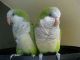 African Grey Parrot Birds for sale in Salt Lake City, UT, USA. price: $350
