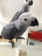 African Grey Parrot Birds for sale in Casper, WY, USA. price: $500