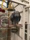 African Grey Parrot Birds for sale in Casper, WY, USA. price: $450