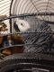 African Grey Parrot Birds for sale in Round Rock, TX, USA. price: NA