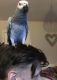 African Grey Parrot Birds for sale in Ashburn, VA, USA. price: NA