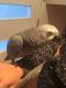 African Grey Parrot Birds for sale in United States Ave, Lindenwold, NJ 08021, USA. price: NA