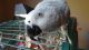 African Grey Parrot Birds for sale in Buffalo, NY 14261, USA. price: NA