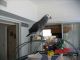 African Grey Parrot Birds for sale in Dorchester, MA 02125, USA. price: $500