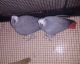 African Grey Parrot Birds for sale in Nashville, TN 37203, USA. price: NA