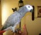 African Grey Parrot Birds for sale in Daytona Beach, FL, USA. price: $500
