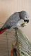 African Grey Parrot Birds for sale in Frisco, TX, USA. price: NA