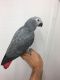 African Grey Parrot Birds for sale in Kansas City, MO, USA. price: $400