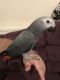 African Grey Parrot Birds for sale in Pennsylvania Ave NW, Washington, DC, USA. price: NA